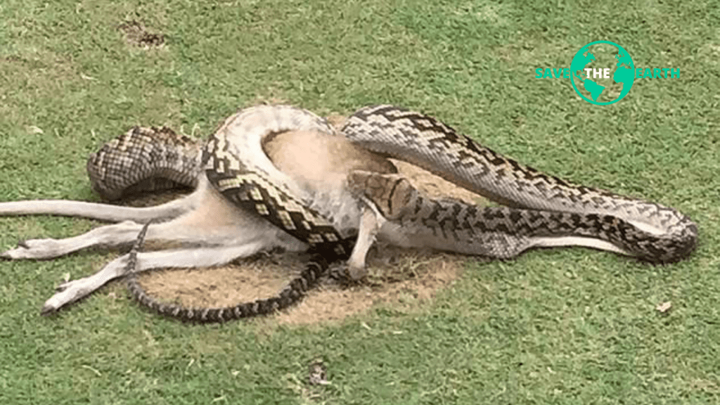 In 2016, at the Paradise Palms golf course in Cairns, a python was seen wrestling with a wallaby in the middle of a fairway.