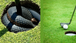 Aussie golfers find poisonous snakes in the cup.