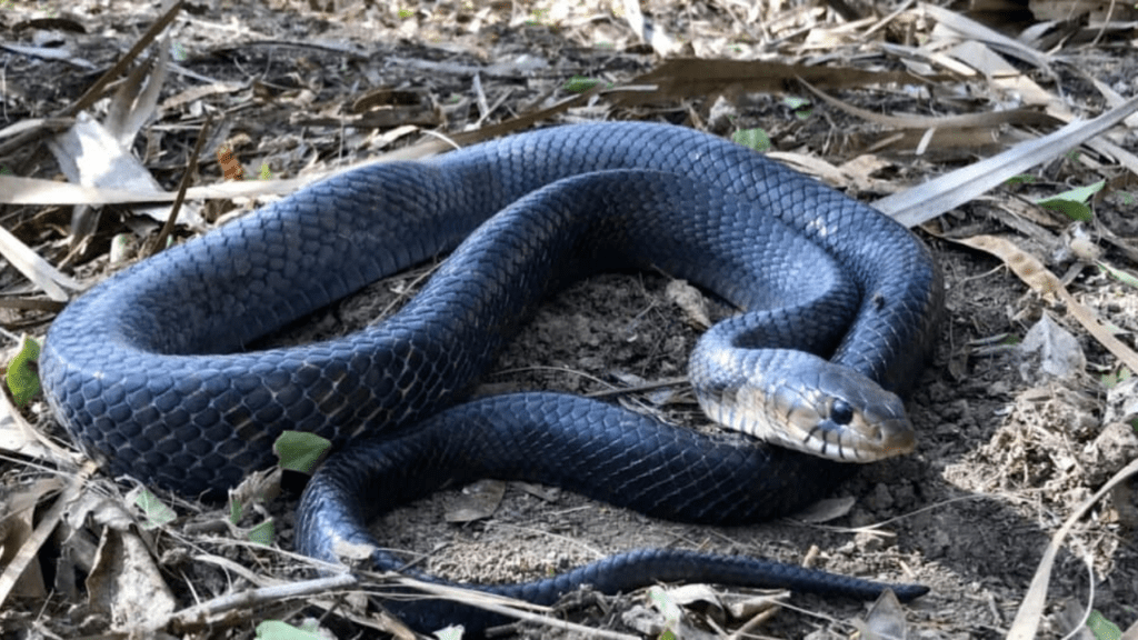 What is the biggest snake that has ever been found in Texas?