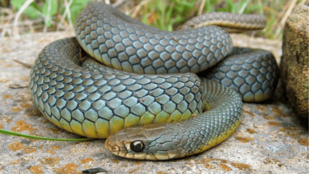 Racer snakes with yellow bellies