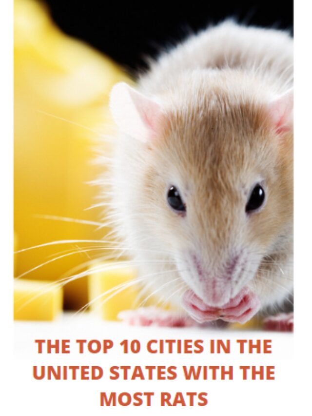 The Top 10 cities in the United States with the most rats.