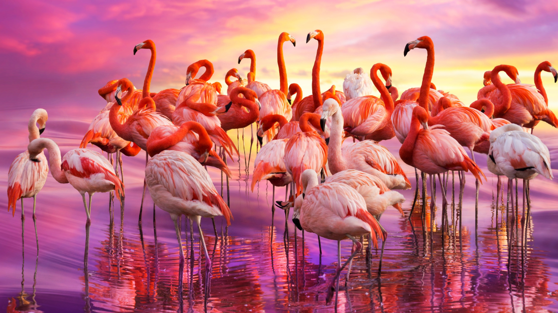 Flamingos Return Hurricane Idalia's Winds Reintroduce Iconic Birds to Florida After a Century.