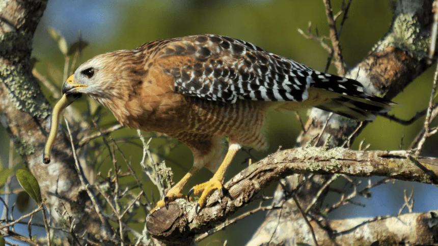 See a hawk go from a hunter to a victim in a split second after catching a snake