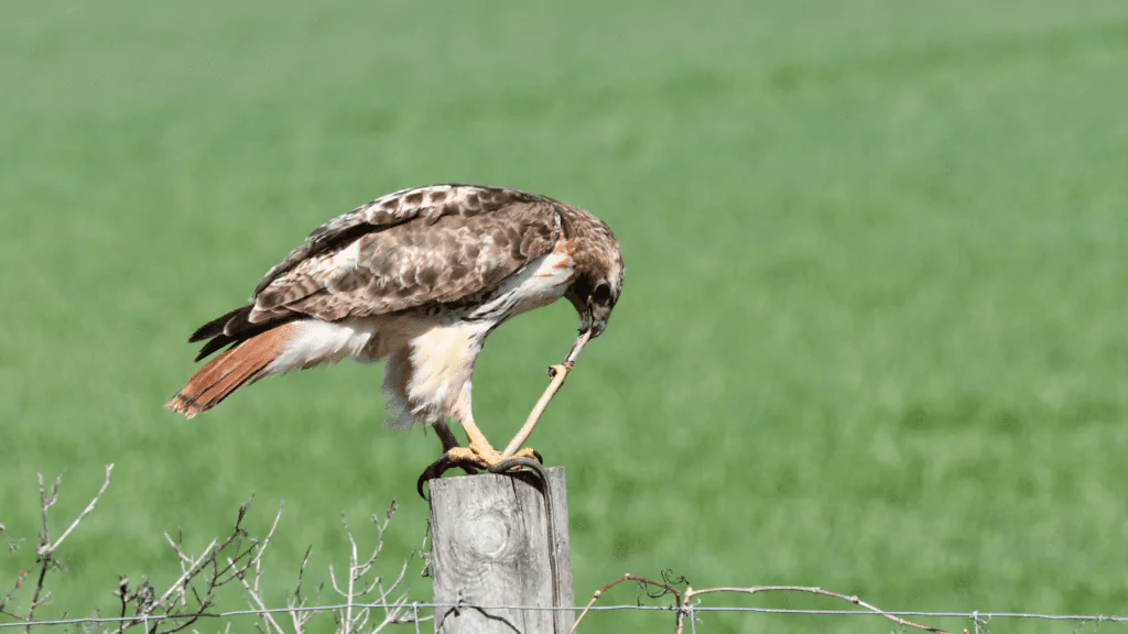 Is it common for snakes to try to kill birds?