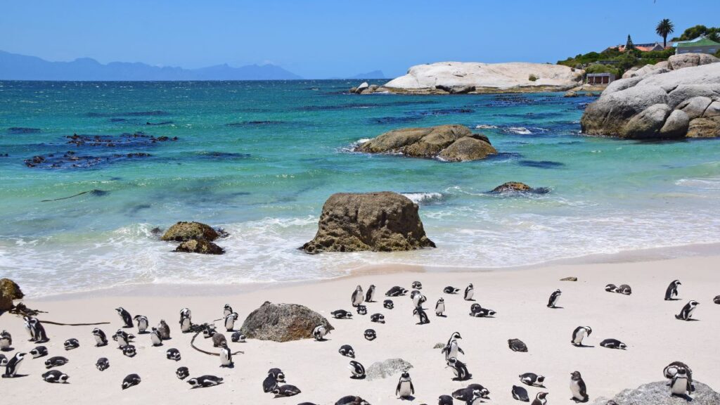 A picturesque view of Boulders Beach in Cape Town, showcasing its unique granite boulders and African penguins on the sandy shore.