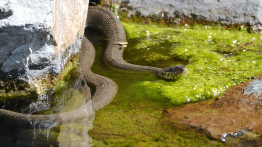 Discover the biggest and deadliest snake ever seen in Texas, USA